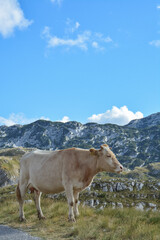 cow in Montenegro mountains - Dinaric Alps, road