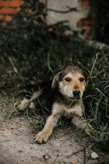 A black puppy with a light muzzle and light paws is lying on the grass. His head is raised. Image with selective focus and toning. Image with noise effects. Focus on the dog's eyes.
