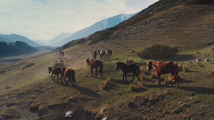 The copter flies up to a pack of horses walking on a hill, against the background of a mountain valley with a blue sky and clouds on a sunny day. A herd of black and brown horses is walking at sunset.