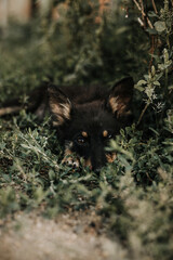 A black puppy with brown spots is lying on the grass. His ears are standing up. Image with selective focus and toning. Image with noise effects. Focus on the dog's eyes.
