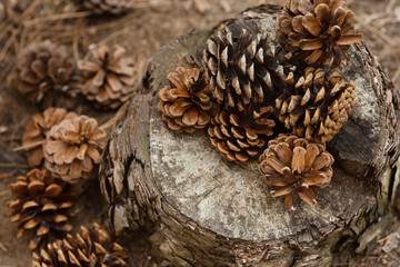 Pine cones lie on a stump in the forest. New Year and Christmas background, postcard. Winter atmosphere