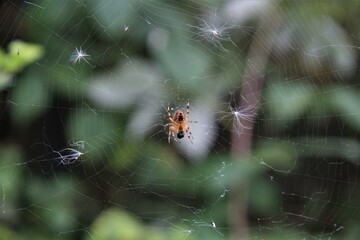 spider on the web