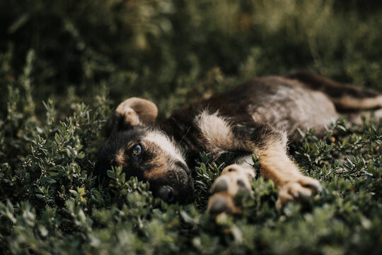 A black puppy with brown ears lies in the grass and looks through it. Image with selective focus and toning. Image with noise effects. Focus on the dog's eyes.