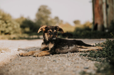 A black puppy with brown spots is lying on the ground. He has white paws and hanging ears. Image with selective focus and toning. Image with noise effects. Focus on the dog's eyes.