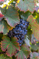 Fototapeta premium Gros plan sur une grappe de raisin rouge prête à être récoltée dans le vignoble de Saint-Saturnin-de-Lucian (Occitanie, France)