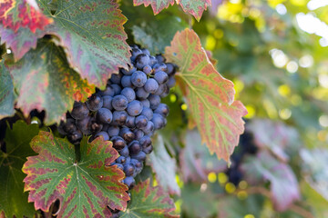 Gros plan sur une grappe de raisin rouge prête à être récoltée dans le vignoble de Saint-Saturnin-de-Lucian (Occitanie, France) - obrazy, fototapety, plakaty