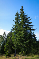 Fototapeta na wymiar Picturesque view of forest with beautiful conifer trees on sunny day