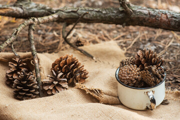 Pine cones in a metal, vintage circle on a village tablecloth in the forest among pine needles.
