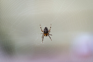 Spinnennetz Kreuzspinne Araneus Beute selektive Schärfe Makro 8 Beine Details Jäger Insekten fangen Hintergrund Tier Natur Symbol Phobie Musterung Echten Radnetzspinne Art Deutschland Kreuz Chitin
