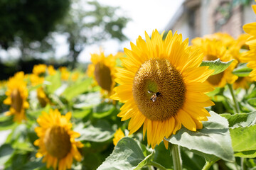 Closeup sunflower with blur background
