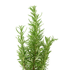 fresh branches of rosemary with green leaves isolated on white background. Spice for meat, fish