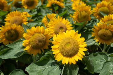 Fototapeta premium Closeup sunflower with blur background 