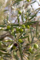 Gros plan sur des olives vertes prêtes à être récoltées à Saint-Saturnin-de-Lucian (Occitanie, France)