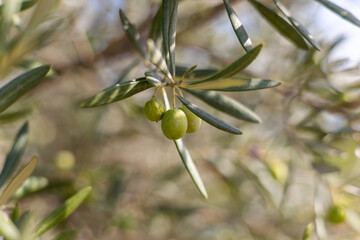 Gros plan sur des olives vertes prêtes à être récoltées à Saint-Saturnin-de-Lucian (Occitanie, France)