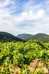 Vue sur le vignoble de Saint-Saturnin-de-Lucian dominé par le Roc des Deux Vierges (Occitanie, France)