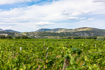 Fototapeta na wymiar Vue sur le vignoble de Saint-Saturnin-de-Lucian dominé par le Mont Saint-Baudille (Occitanie, France)