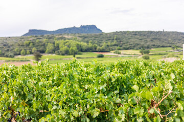 Fototapeta na wymiar Vue sur le vignoble de Saint-Saturnin-de-Lucian dominé par le Roc des Deux Vierges (Occitanie, France)