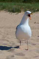 Beautiful sea gull with open beak standing on a sandy beach during the summer, sunny day.