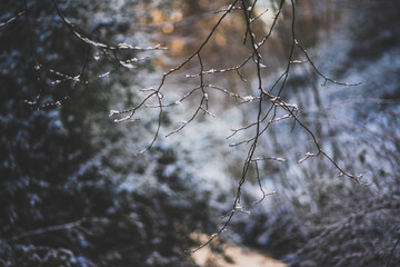 Frost on the branches during winter