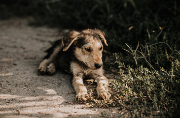 A black puppy with a light muzzle and light paws is lying on the grass. Image with selective focus and toning. Image with noise effects. Focus on the dog's eyes.