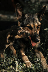 A German Shepherd is lying on the grass. A puppy bites her. Image with selective focus and toning. Image with noise effects. Focus on the dog's eyes.