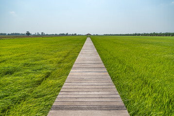 Fototapeta na wymiar Wooden bridge on the rice field, walkway to destination