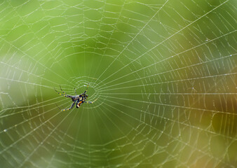 spider on web
