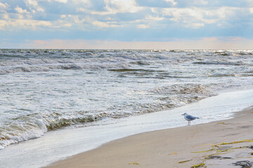 Single seagull stands on the sandy beach and looks to the waves of the Baltic Sea, cloudy sky, copy space