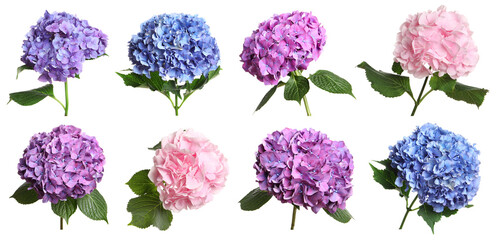 Set with delicate beautiful hortensia flowers on white background. Banner design