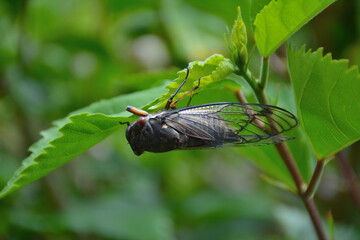Cicada Morning