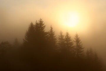 Picturesque view of foggy forest at sunrise. Beautiful landscape