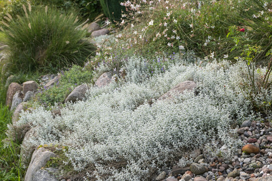 Silver gray evergreen foliage of Cerastium tomentosum also called Snow-in-summer, a carpet forming groundcover for rock gardens, copy space, selected focus
