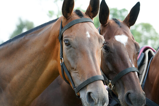 polo horse looking at camera