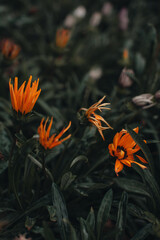 Exotic orange bright fresh blooming flower buds growing in nature in the autumn. Floral natural organic background for aromatherapy, spa, perfumery. Vertical