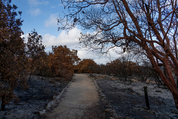 A Path in Burnt Woodlands