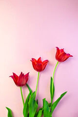 Fototapeta premium Red tulips on pink background. Florist shop concept. Beautiful floral banner.