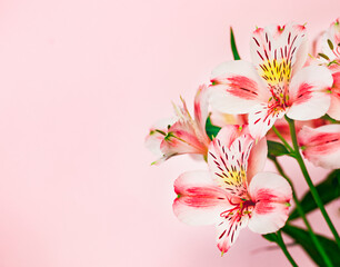 Beautiful bouquet of red alstroemeria flowers on a pink background close-up. Beautiful floral background. Flower card Lily of the Incas close up with copy space. 