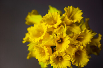 Bunch of fresh Narcissus on dark grey background. Beautiful creamy yellow flowers arrangement in a stylish vase. Floristic background,  copy space.