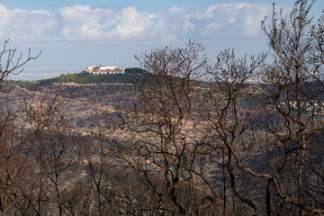 Fototapeta na wymiar A Forest and a Village after a Wildfire