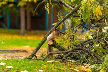 Obraz premium A fluffy beautiful squirrel is looking for food among fallen yellow leaves in the autumn in a city park