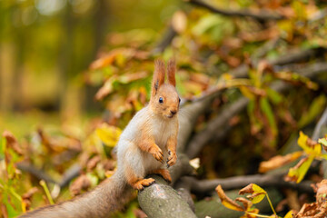Naklejka na ściany i meble Close-up portrait of a fluffy beautiful squirrel on a branch of a sawn tree with yellow leaves in an autumn park
