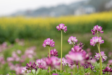 Wild purple milk vetch against a yellow and green background