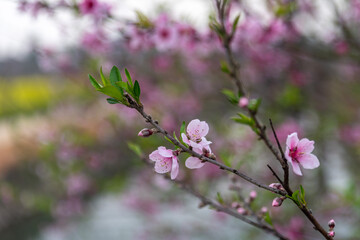 The pink peach blossoms in the wild are blooming