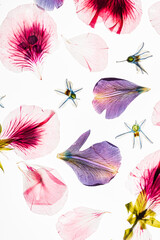 flowers on the white background