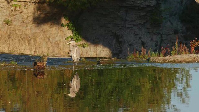 Great grey heron in Elora Ontario Canada along the Grand River at the top of Elora Gorge with the Tooth of Time in the background
