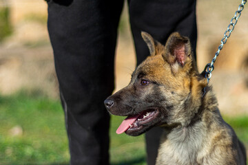 Young german shepherd dog.