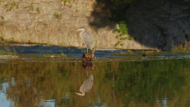 Great grey heron in Elora Ontario Canada along the Grand River at the top of Elora Gorge with the Tooth of Time in the background
