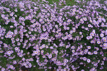 Whole lot of pink flowers of Michaelmas daisies in October