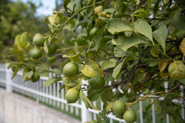 Umreife Zitronen am Baum