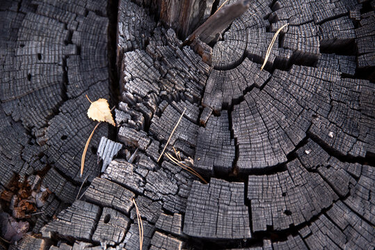 slice of old burnt wood, texture